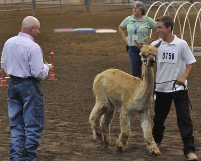 Larimer County Fair Photos Review 6974 mat and alpaca Larimer County Fair Photos Review