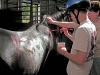 thumbs hh 484 Horses helping kids