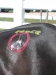 thumbs hh 502 Horses helping kids