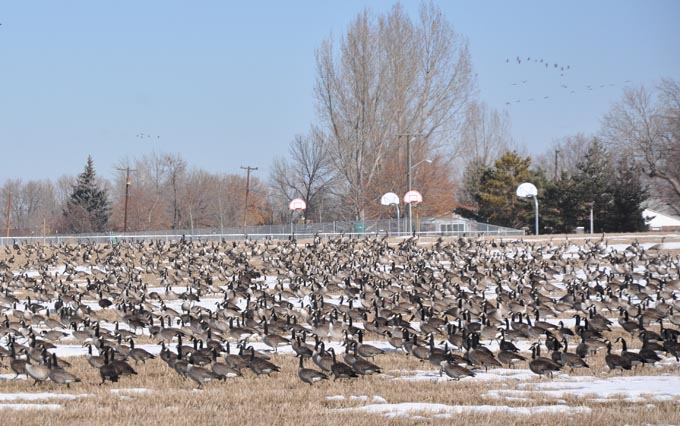 Canada Geese at Waggener Farm Park