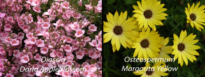 Osteospermum and Diascia