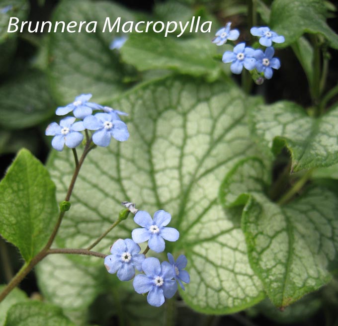 Week 2 Brunnera macrophylla Jack Frost
