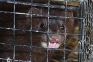 Mink have sharp teeth and are very dangerous.