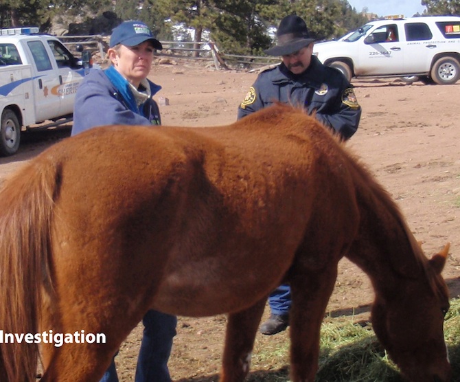 Dr. Kate Anderson, Bureau of Animal Protection veterinarian, examines a horsewhile Larimer County Sheriff's Posse Deputy Scott Carter observes.