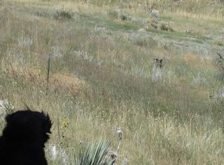  Bear filmed near Berthoud area home