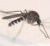 West Nile Virus Mosquitoes found in Larimer County