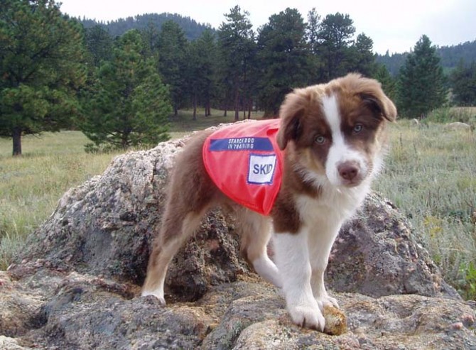 Search and Rescue puppy