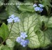 Siberian Forget-Me-Not