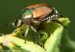 Stop the Japanese Beetle