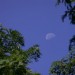 Earthsky Tonight—June 28:Look for daytime moon each morning this week