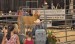 Larimer County Fair 4-H Stock Sale