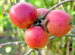 Colorado Apples Are A Fall Favorite Colorado Apples Are A Fall Favorite