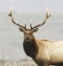 Reward offered to catch poacher of prized Estes Park bull elk