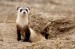 The Year of the Black-footed Ferret
