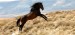 Wild Horse Fund Raiser To Be Held In Estes Park