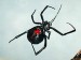 Black Widow Spider Bites and Your Pet