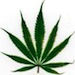 Marijuana toxicity and your pet Marijuana toxicity and your pet