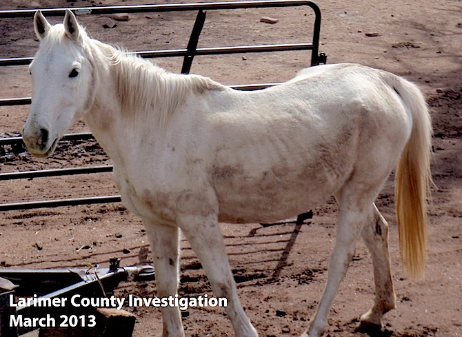 White horse seized