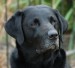 black-labrador-retriever