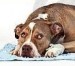Spinal Emergencies in Dogs and Cats