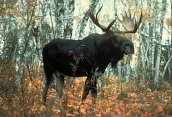 moose