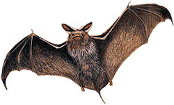 BAT4