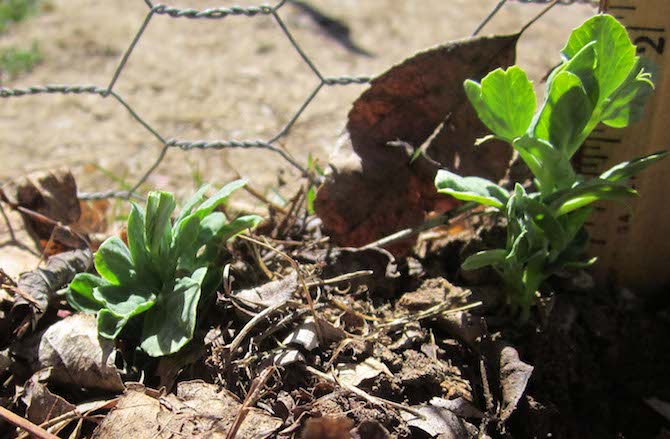 Pea Seedlings in March taken by Susan Perry