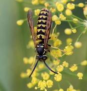western yellowjacket wasp--photo by Whitney Cranshaw