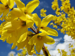 forsythia