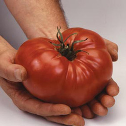 Brandywine tomato