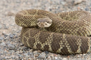 WesternRattlesnake_D790