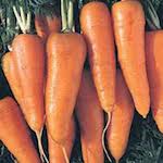early horn Carrot