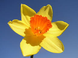 Daffodill