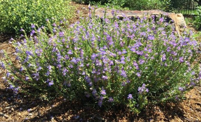 Penstemon Blue Lips