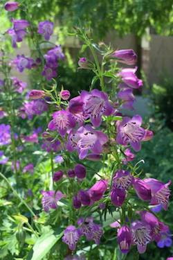 Pikes Peak penstemon