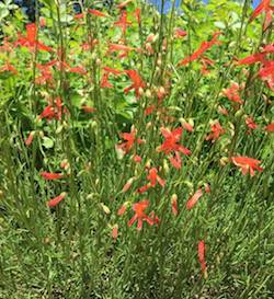 Pineleaf penstemon