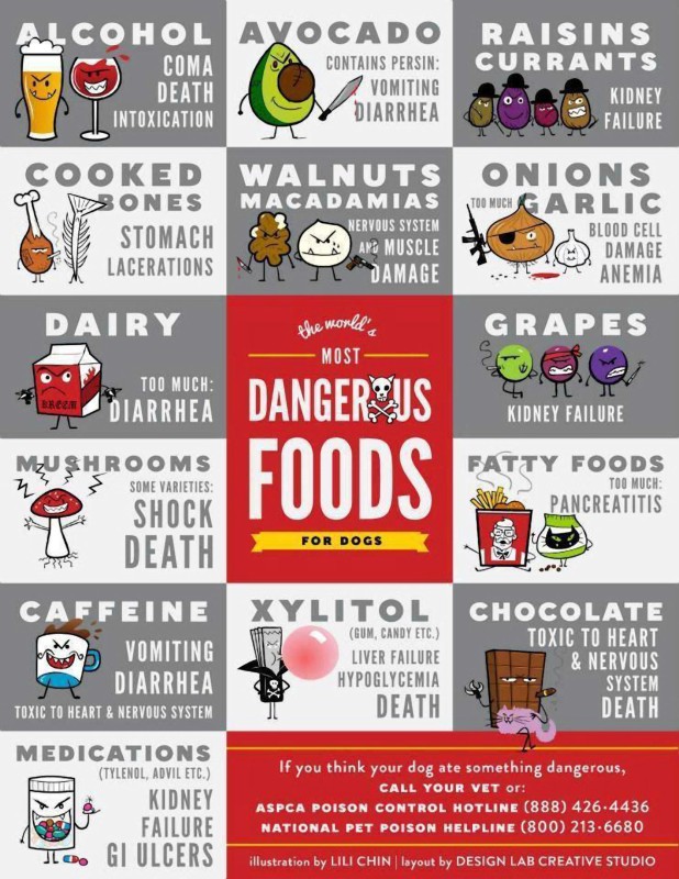 Dangerous dog foods poster