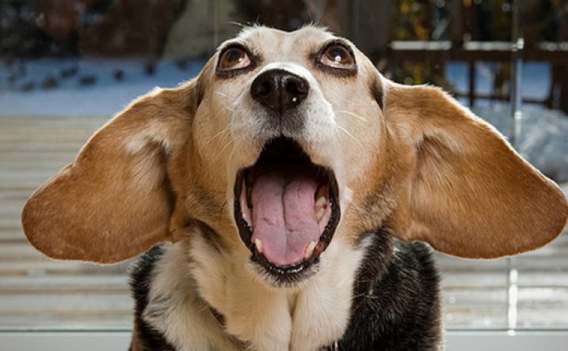 http://www.berthoudrecorder.com/wp-content/uploads/2016/03/sneezing-dog.jpg