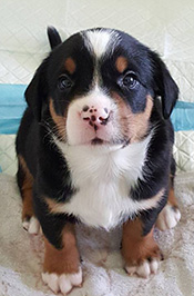 Greater Swiss Mountain Dog puppy