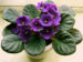 Sweetheart Violetts selling African Violets